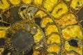 Gemstone ammonite in the form of a spiral, color yellow with gold. Expensive jewelry. Background or texture.