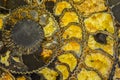 Gemstone ammonite in the form of a spiral, color yellow with gold. Expensive jewelry. Background or texture.