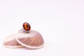 Gemstone ring concept. Cinnamon stone ring on seashell with white background