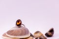 Gemstone ring gift concept. cinnamon stone ring on a seashell with white background