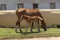 Ponies grazing on roadside grass Western Cape Royalty Free Stock Photo