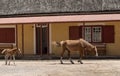 Wild pony and foal in the Western Cape, South Africa Royalty Free Stock Photo