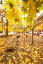 Gendarmenmarkt berlin in autumn