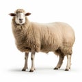 Genderless Sheep In Bold Chromaticity: A Nonrepresentational Art Piece