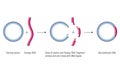 Gene Cloning. DNA Recombinant