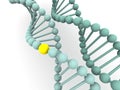 Gene in DNA Royalty Free Stock Photo