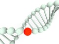 Gene in DNA Royalty Free Stock Photo