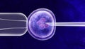 Gene Editing In Vitro