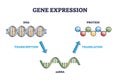 Gene expression with DNA transcription, mRNA and translation outline diagram Royalty Free Stock Photo