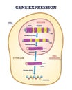 Gene expression stages with transcription and RNA splicing outline diagram