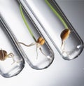 Gene manipulated small plants germinate in test tube, Wheat genetically modified Royalty Free Stock Photo