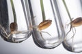 Gene manipulated small plants germinate in test tube, Wheat gene Royalty Free Stock Photo