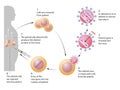 Gene therapy is the insertion of genes into an individual`s cells and tissues to treat a disease