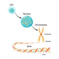 From Gene to DNA and Chromosome in cell structure. genome sequence