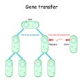 Gene transfer for example bacteria. Horizontal and Vertical evolution