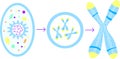 Genenic information: cell, nucleus and chromosomes