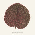 Genera exoniensis found in 1825-1890 New and Rare Beautiful-Leaved Plant illustration