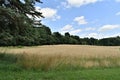 The General Field in Summer, Town of Groton, Middlesex County, Massachusetts, United States