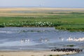 General aerial view of Manych lake with lots of birds