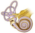 General extructura hearing of the cochlea Royalty Free Stock Photo