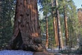 General Grant Giant Mountain Sequoia Redwood Tree in Kings Canyon National Park, California Royalty Free Stock Photo