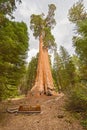 General Grant Sequoia Tree, Kings Canyon National Park Royalty Free Stock Photo