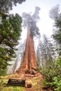 General Grant Tree in the Kings Canyon National Park, California Royalty Free Stock Photo