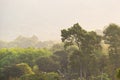 General landscape view of foggy forest among big green pine trees on a mountain Royalty Free Stock Photo