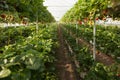 General plan of a greenhouse with many rows of strawberry bushes, ripe berries hanging from the bushes, concept