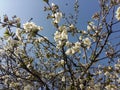 General plan photo Blossoming white cherry tree