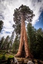 Giant Sequioa tree with a hole Royalty Free Stock Photo