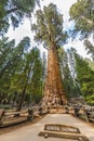 General Sherman Giant Sequoia Royalty Free Stock Photo