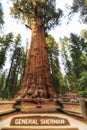 General Sherman at Sequoia Forest, California Royalty Free Stock Photo