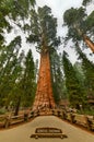 General Sherman - Sequoia National Park