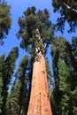 General Sherman (tree) Royalty Free Stock Photo