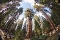 General Sherman Tree Sequoia National Park Royalty Free Stock Photo