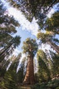 General Sherman Tree Sequoia National Park Royalty Free Stock Photo