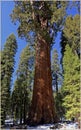 General Sherman Tree, California, USA