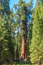 General Sherman Tree - the largest tree on Earth, Giant Sequoia Trees in Sequoia National Park, California, USA Royalty Free Stock Photo