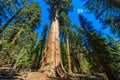 General Sherman Tree - the largest tree on Earth, Giant Sequoia Trees in Sequoia National Park, California, USA