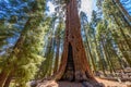 General Sherman Tree - the largest tree on Earth, Giant Sequoia Trees in Sequoia National Park, California, USA Royalty Free Stock Photo