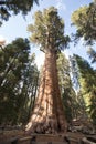 General Sherman Tree Sequoia National Park Royalty Free Stock Photo