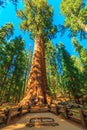 General Sherman tree Royalty Free Stock Photo