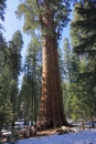 General Sherman Tree in Spring, Sequoia National Park, California Royalty Free Stock Photo