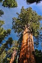 General Sherman tree - by volume the largest known living single-stem tree on Earth, California, US