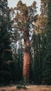 General Sherman, World Largest Tree, Sequia National Park