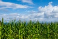 General shot of a corn field, a sunny summer morning, with the sea and a blue sky with white clouds, horizontal, in Cantabria