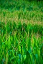 General shot of green corn plants, in summer, with unfocused background, in Cantabria