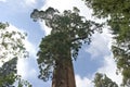 General Sequoia Tree