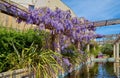 View of blooming Wisteria Sinensis plant on trellis with pond in public garden